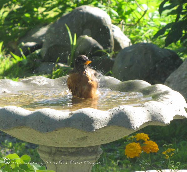 robin-in-birdbath-up-close