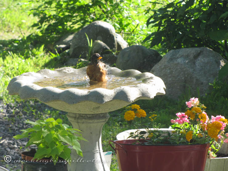 robin-in-birdbath