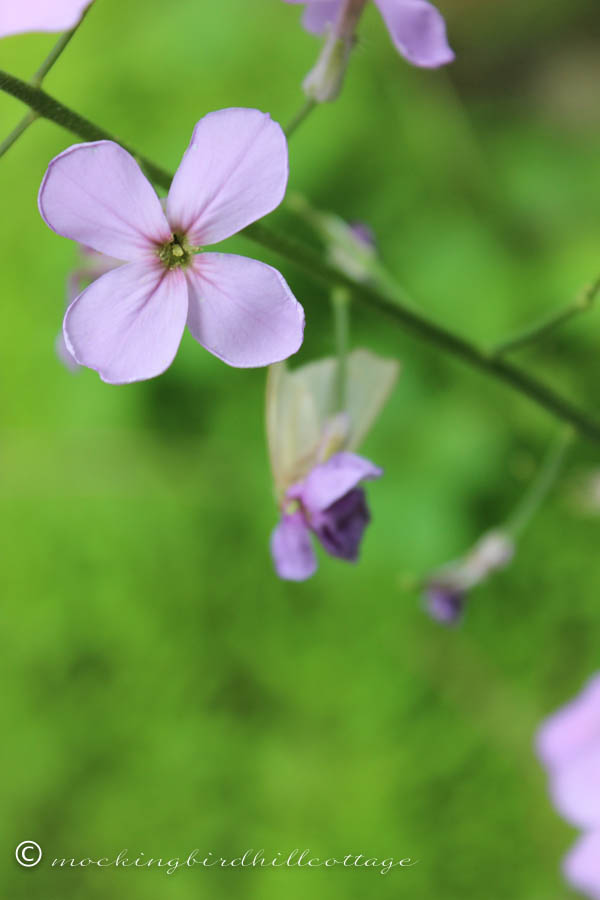 rocket flower