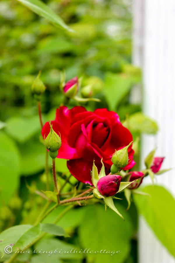 rose and buds