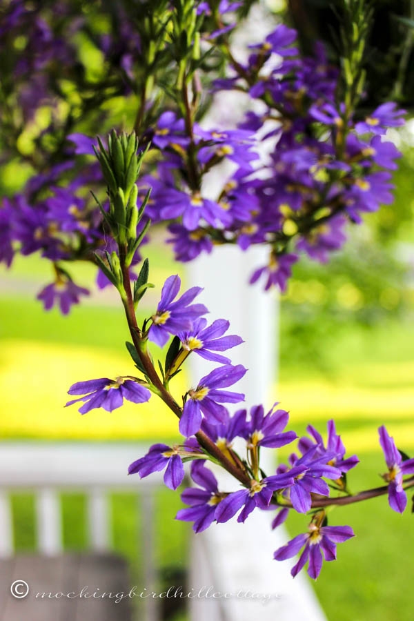 scaevola-up-close