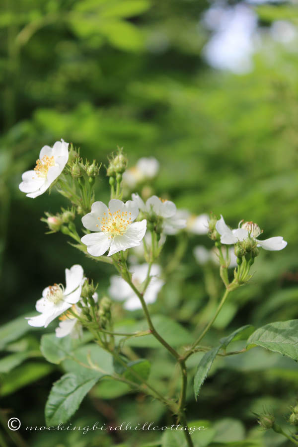 wild roses