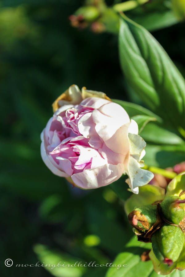 Where did this peony come from?