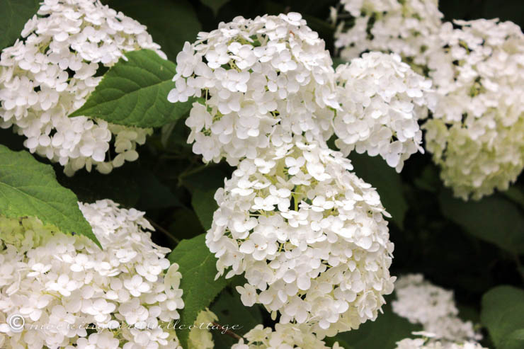 annabelle hydrangea