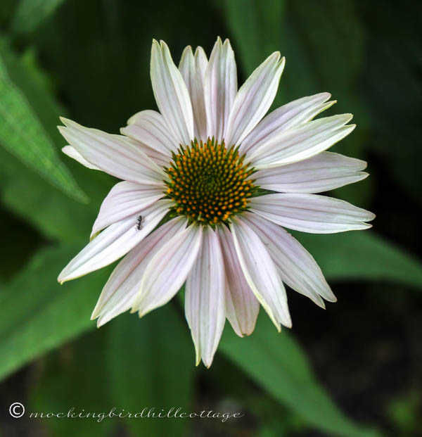 ant on coneflower