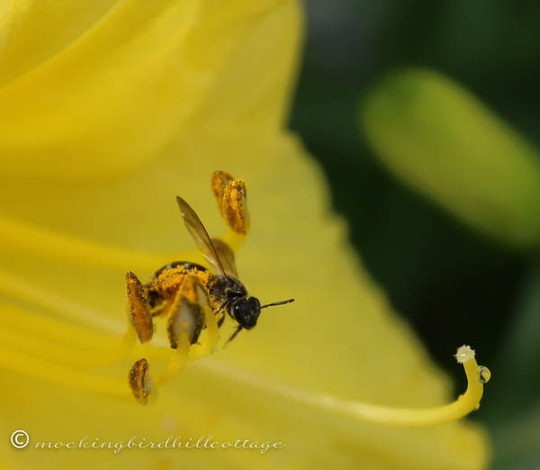 bee in day lily closest