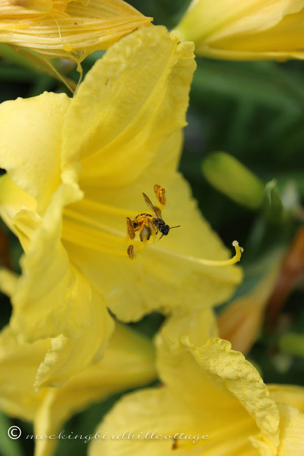 bee in day lily