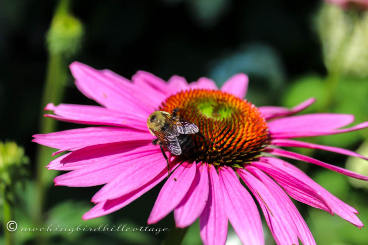 bee on coneflower 2