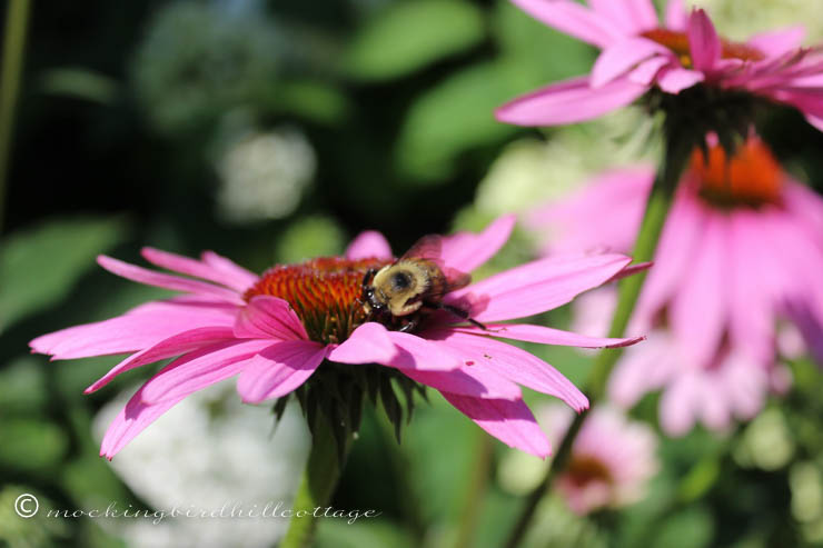 bee on coneflower 3