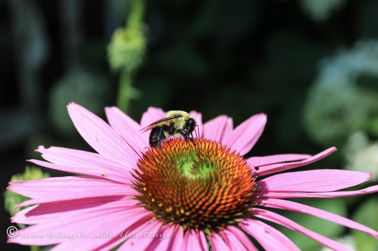 bee on coneflower1