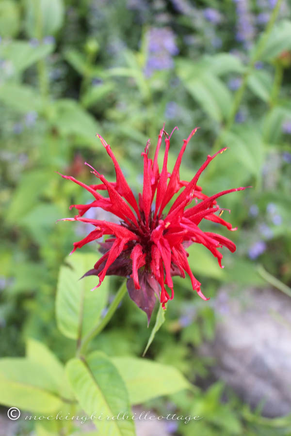 beebalm