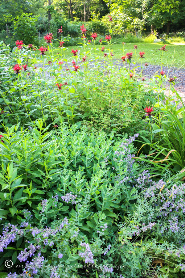 beebalm&catmint