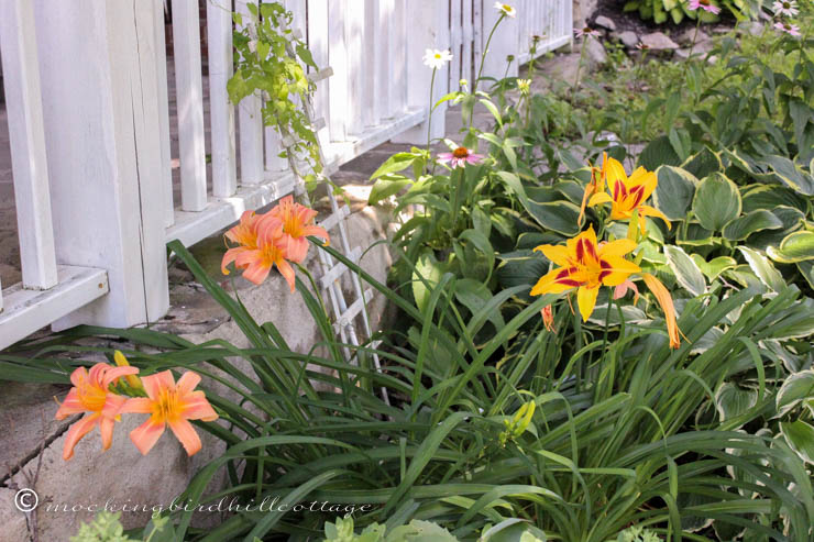 blooms by the porch