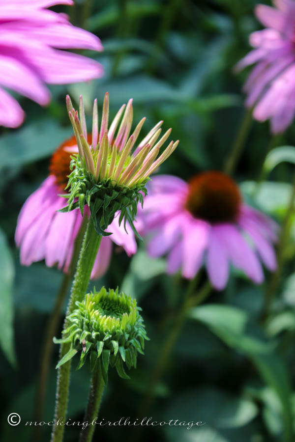 coneflower beginning