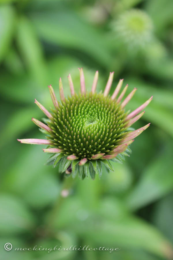 coneflower-beginnings