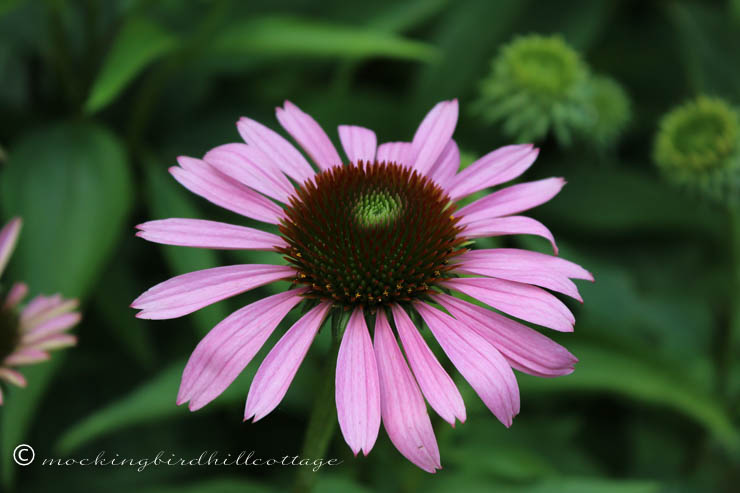 coneflower on friday