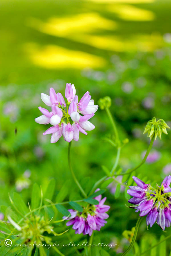 crown-vetch