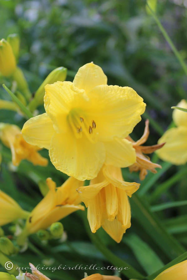 daylilies-yellow
