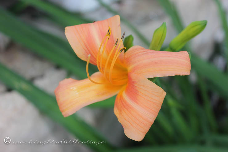 daylily on friday