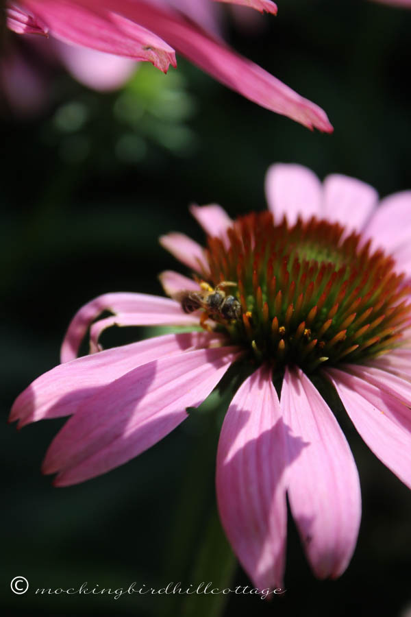 dramatic coneflower