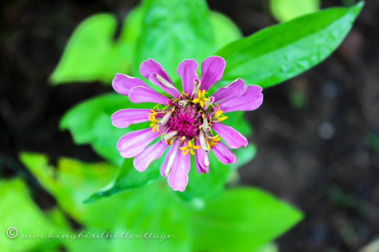 first zinnia 2