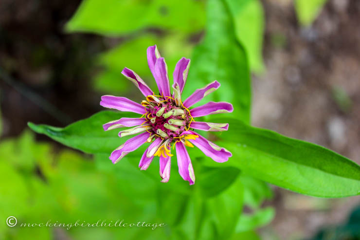 first zinnia