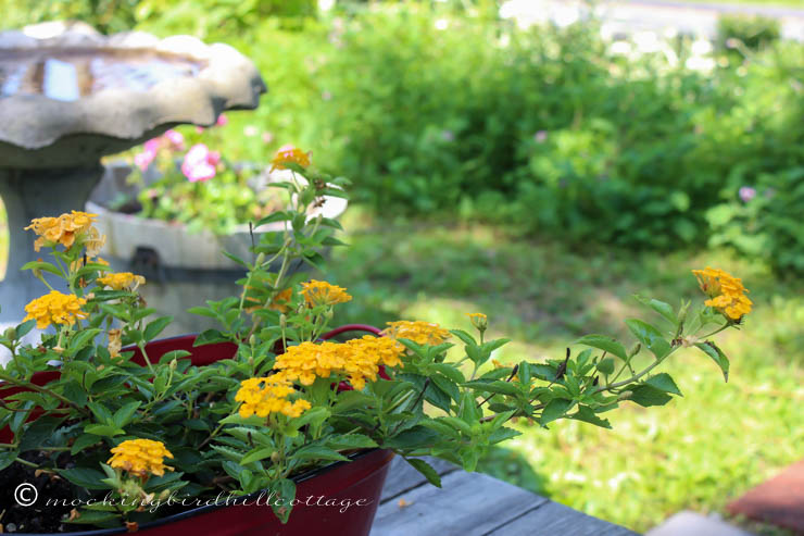 friday - lantana&birdbath