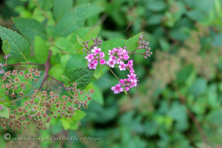 friday - spirea