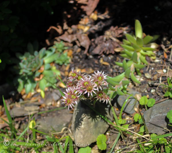 hens and chicks flowers