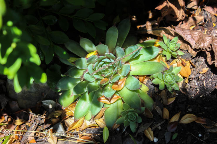 hens and chicks