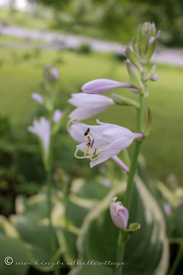 hosta bloom with ant