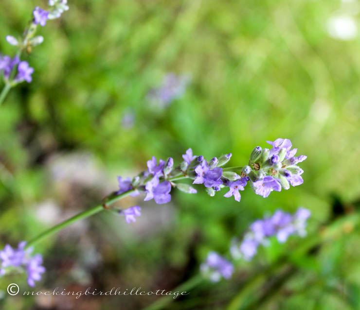 lavender