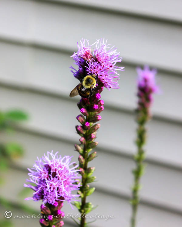 liatris - bee1