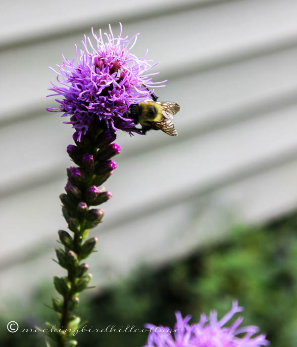 liatris - bee2