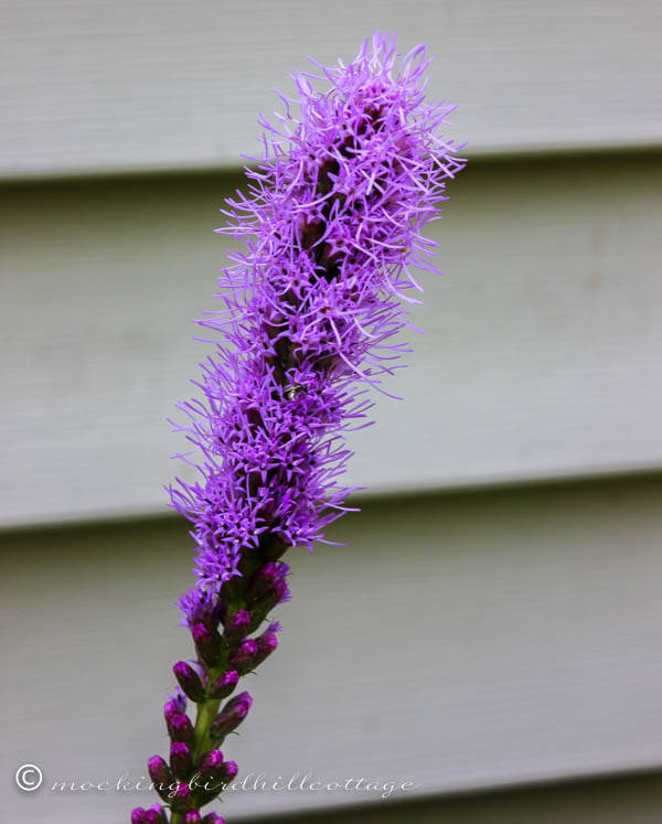 liatris