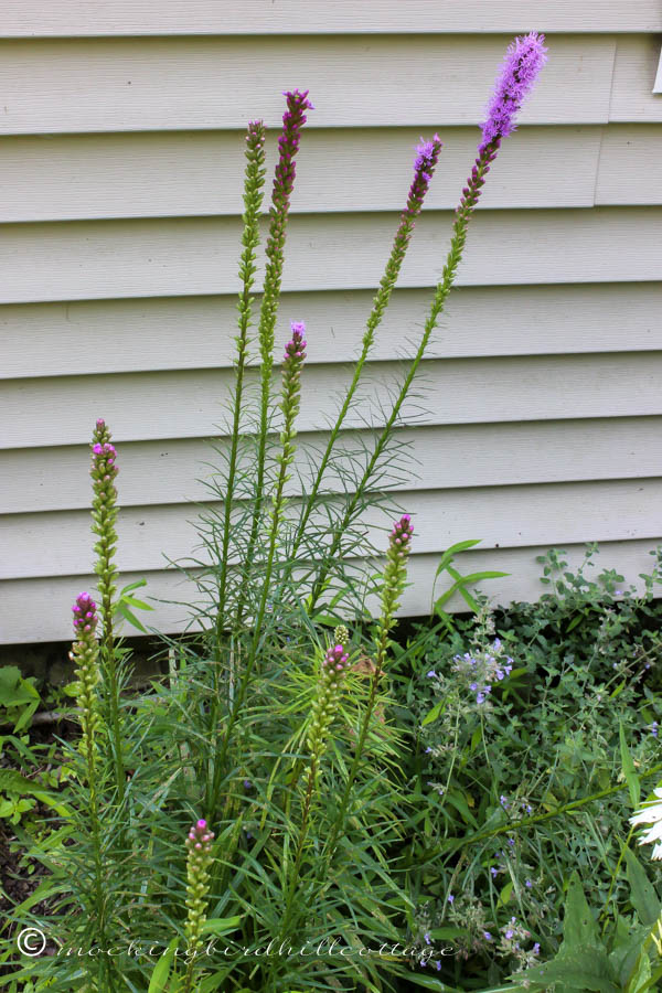 liatris2