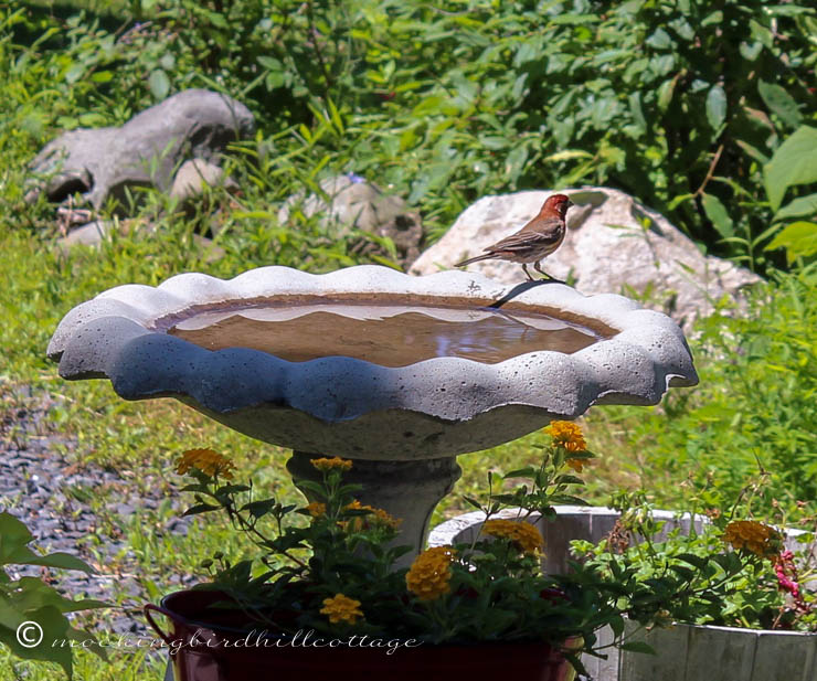 little red bird on birdbath