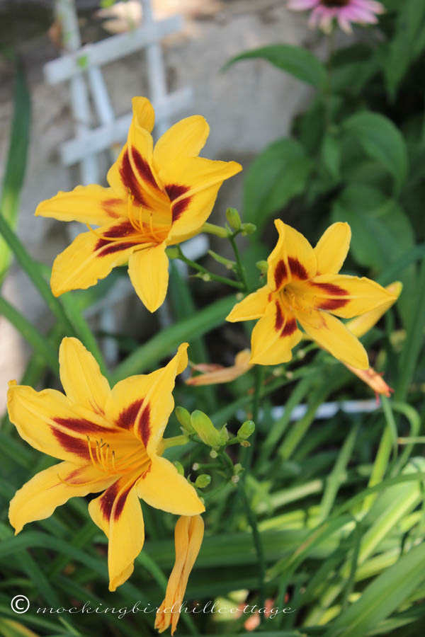 maroon & yellow daylilies