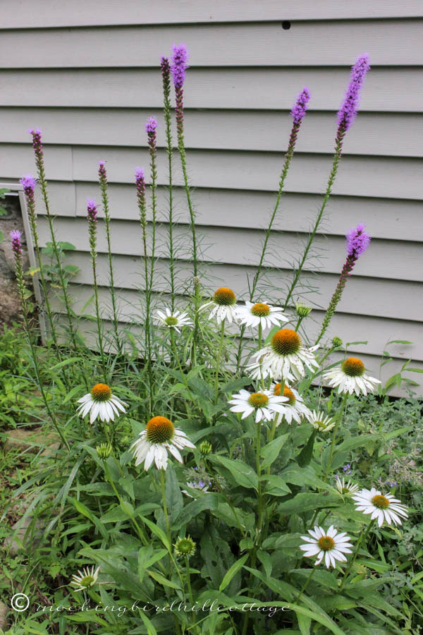 monday - liatris & coneflowers