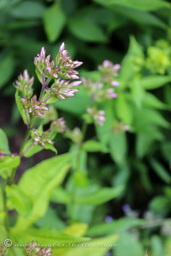 monday - purple phlox