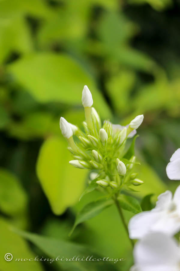 monday - white phlox