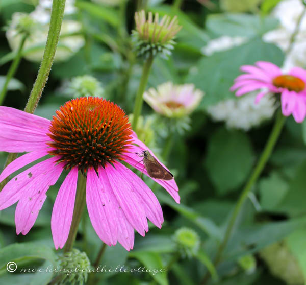 moth on coneflower