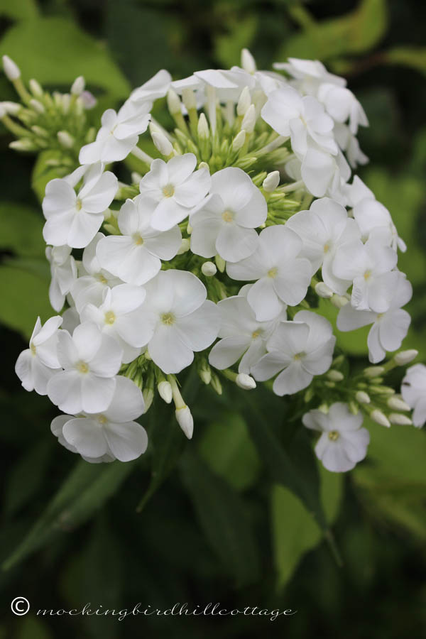 phlox