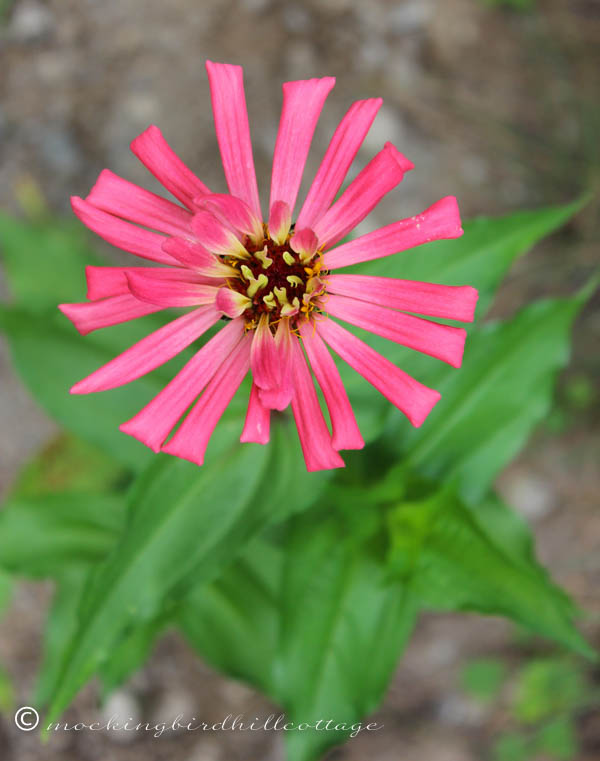 pink zinnia