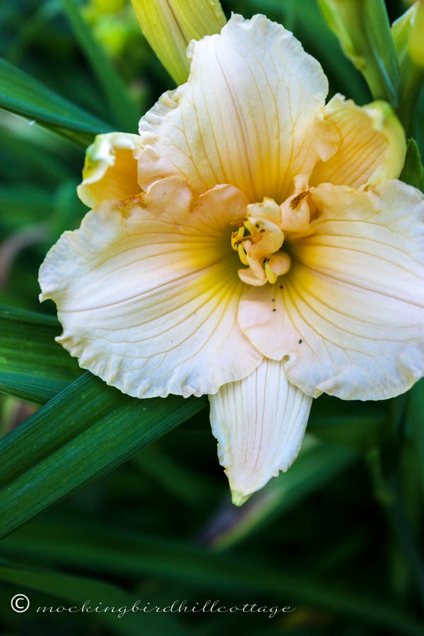 prettydaylily