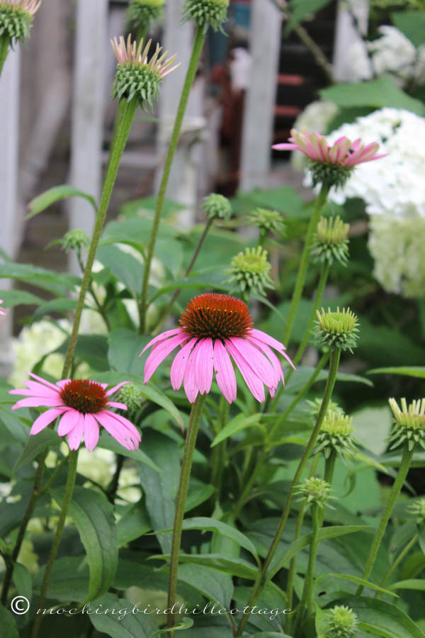 purple coneflower & hydrangea