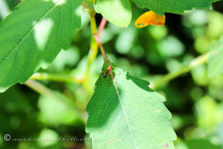 red bug