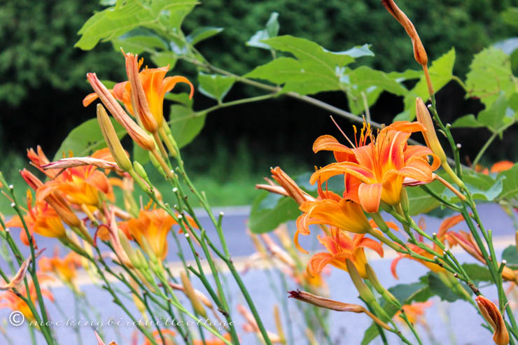 roadside lilies