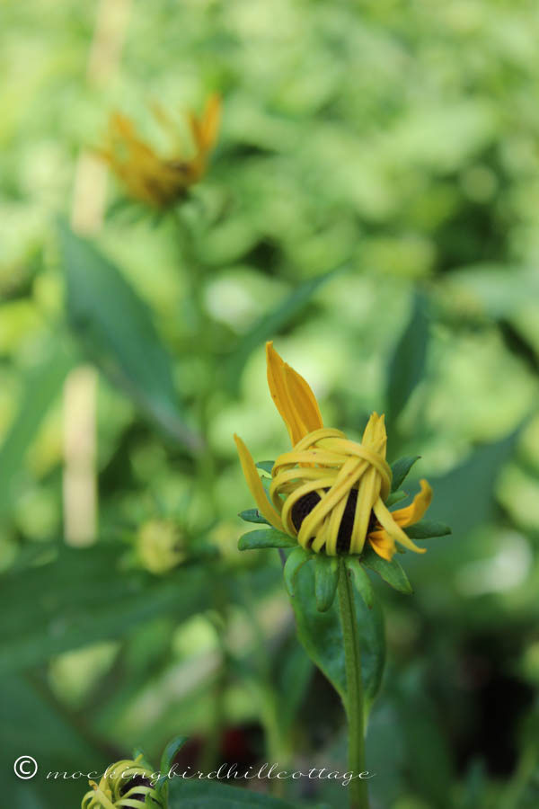 rudbeckia beginning