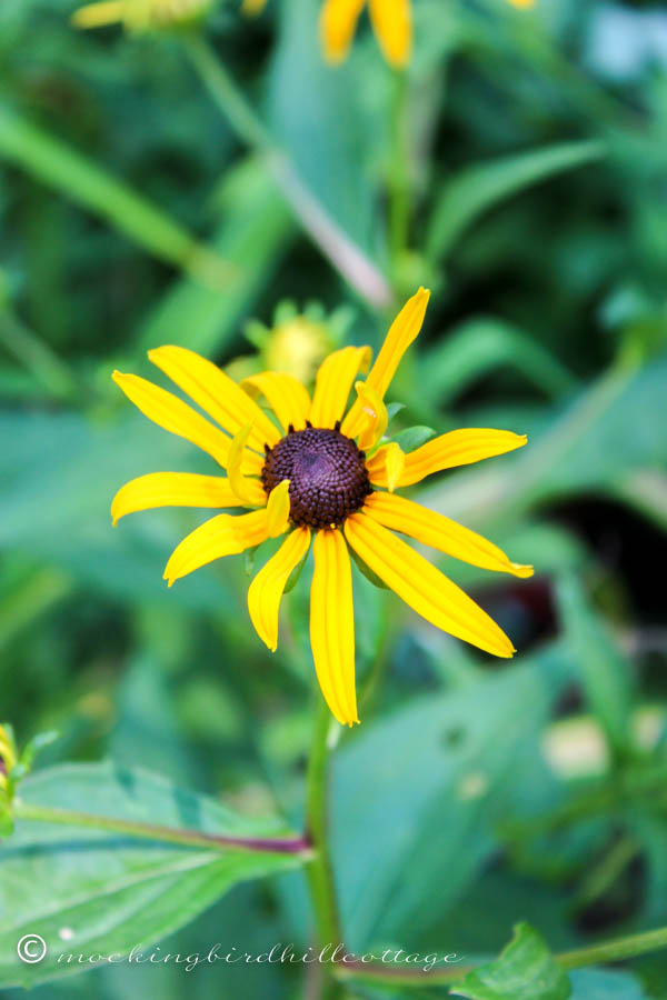 rudbeckia